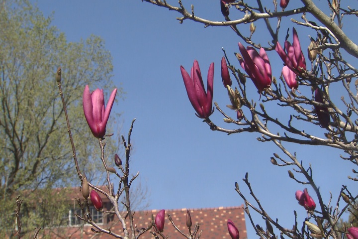 Japanese magnolias can be planted now